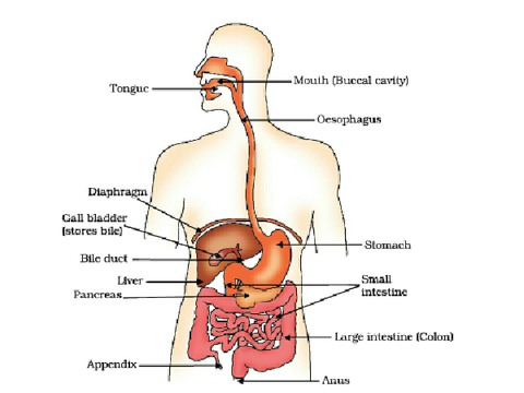  Digestion system