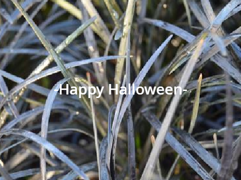 Happy Halloween