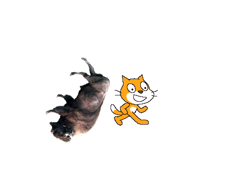 buffalo madness