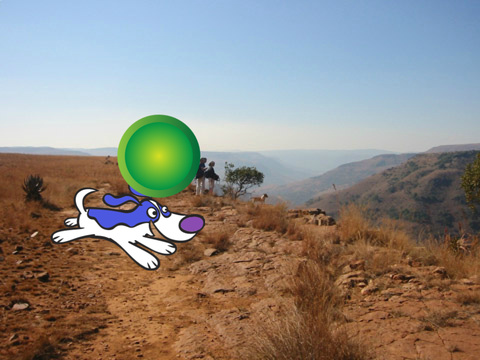 Dog chase