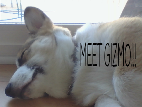 Meet my dog!!!!!!