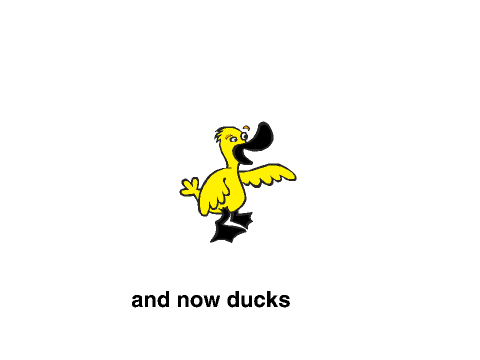 And now, ducks