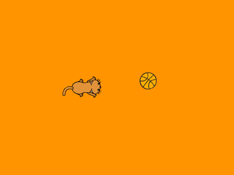 cat football
