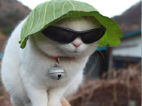 honey, you'll never be as cool as this little man. unless...