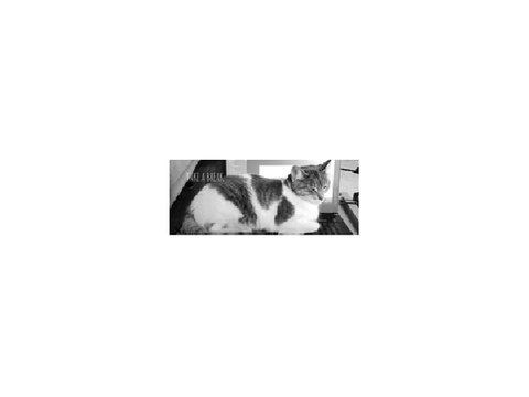My cats
