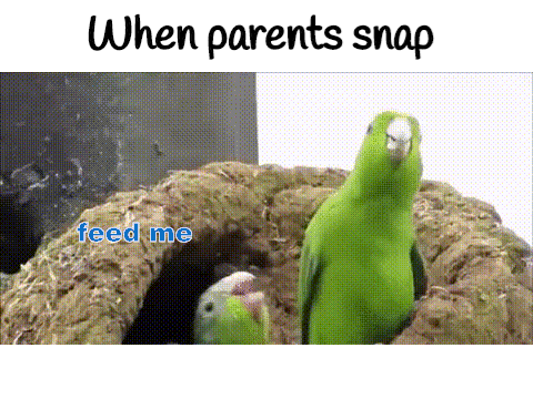 Bird Meme