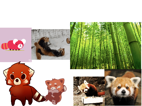 red pandas are adorbs
