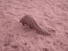 I walk like this