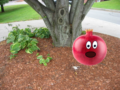 Surprised Pomegranate