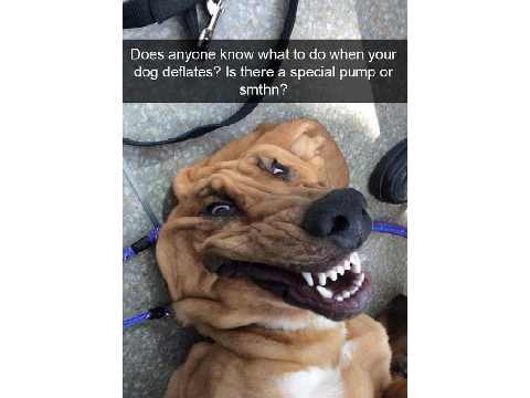 20 dog memes