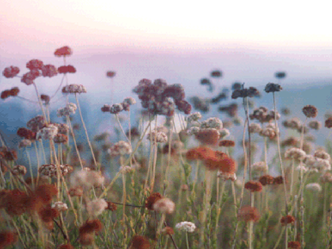 ~ Thoughts in a Flower Field ~ | One-shot request
