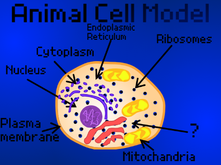 Cell Modeling