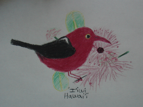 'I'iwi bird drawing 
