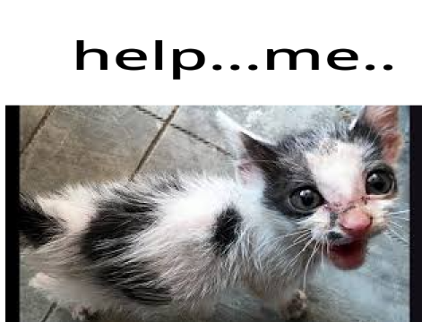 do you save this kitten? remix remix remix remix remix  remix