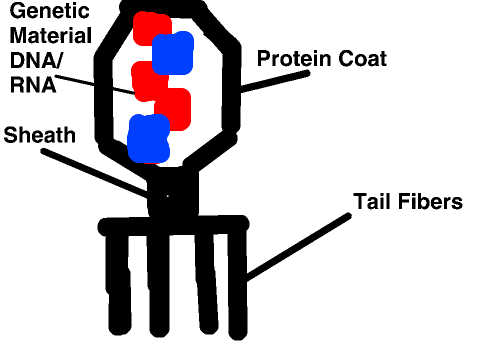 The life of the killer the active virus