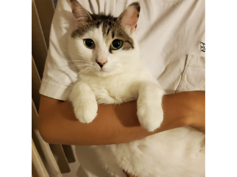 俺の猫ちゃんです