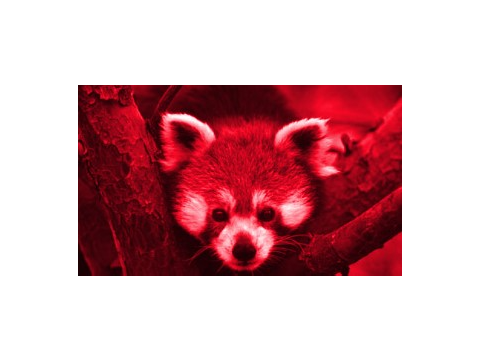 Red, Red Panda For Percy.