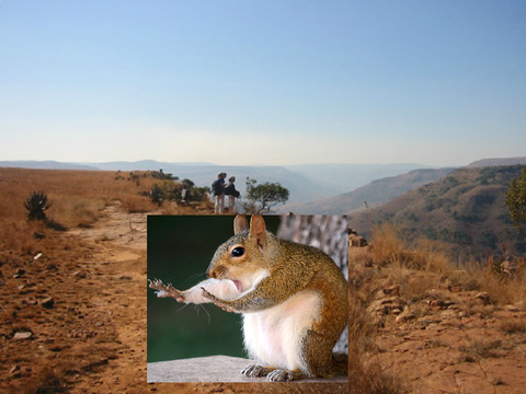 Fat Squirrel clicker