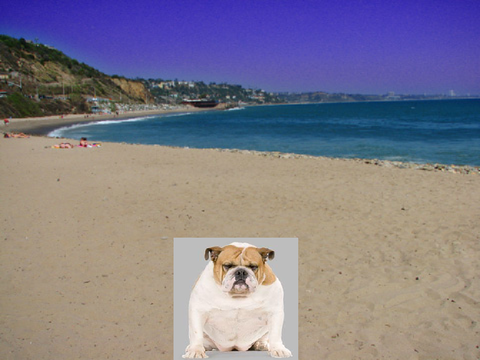 fat dog clicker