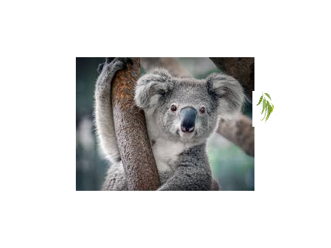 Koala lunch hour