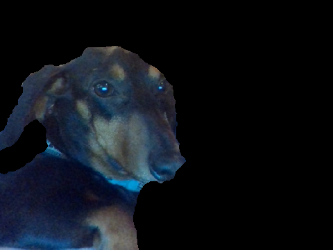 doggo reveal
