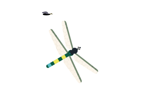 mosquito catch