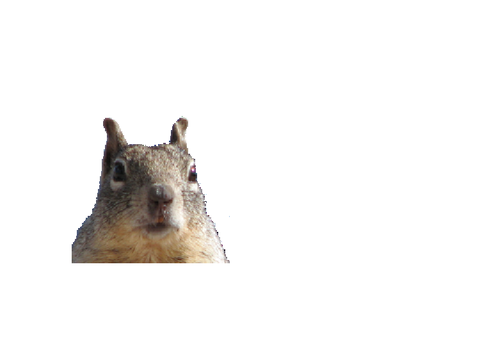 SQIRRRRRRRRREEEEEEELLLLLLL