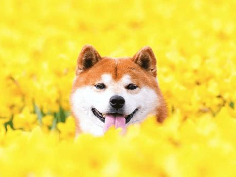 ✯ 