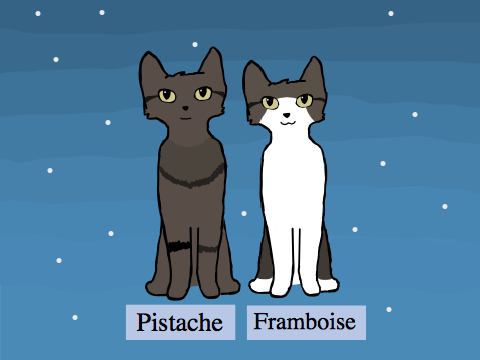 My two cats