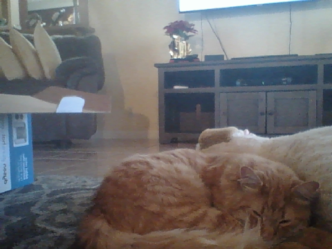 my cat