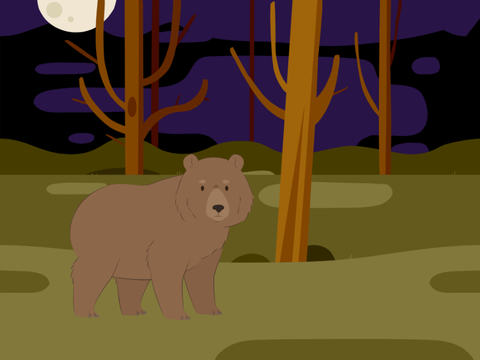 Bear in Woods