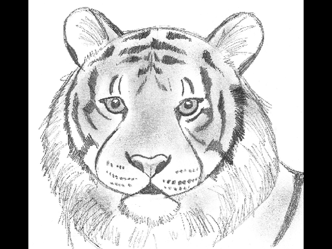 realistic animals drawings