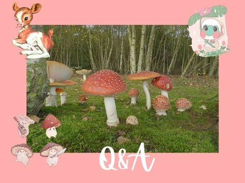 ˗ˏˋ 50+ q&a  ´ˎ˗