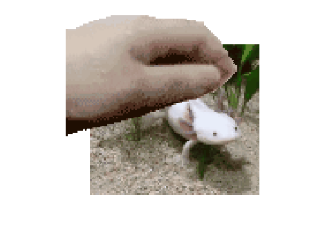 petpet.gif