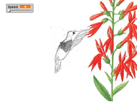 Hummingbird Wing Movement