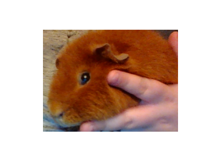 Big guinea pig