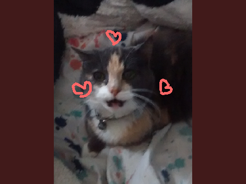 Close Up - ft. my cat
