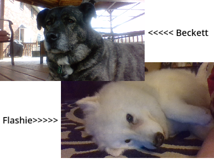DOGGO REVEAL! :D