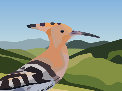 Eurasian Hoopoe - A Polyart Animation