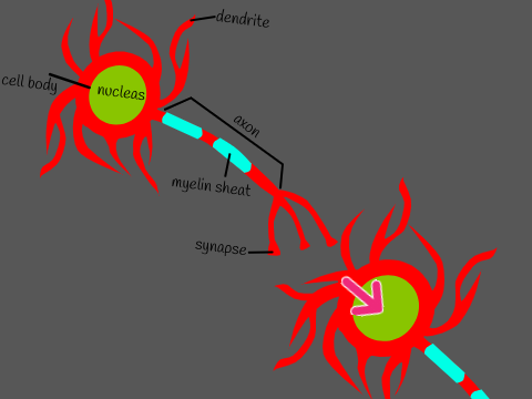 Neuron Stop Motion