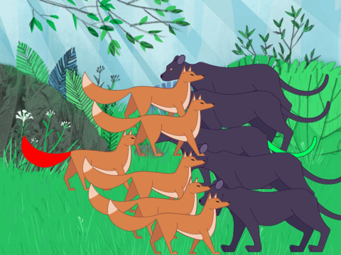 Fox vs panthers 2 (story)