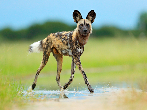 African Wild Dogs.