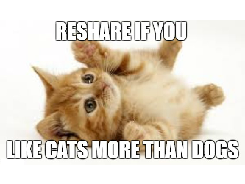 Reshare If You Like Cats More Than Dogs remix remix remix