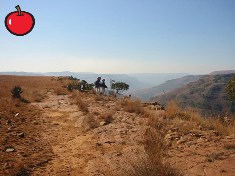 תפוחים מתפוצצים