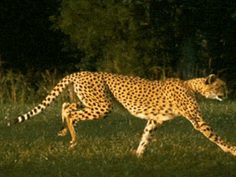 Running cheetah in Slow-Motion