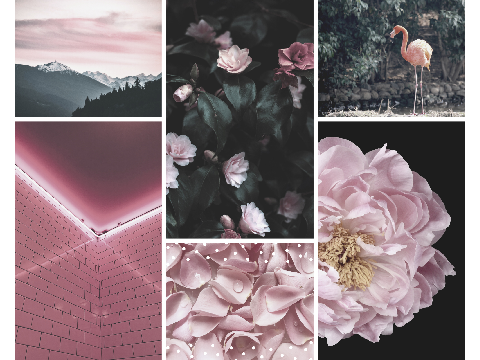 Moodboard for Cupcake-the-raptor