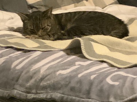 Albert Gallery (Albert is my cat)