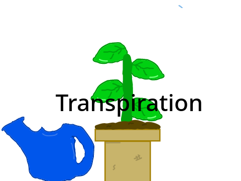 Science Olympiad Practice - Transpiration