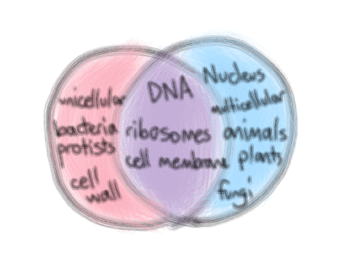 Prokaryotic & Eukaryotic Animation