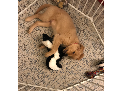 An Update on My Puppy